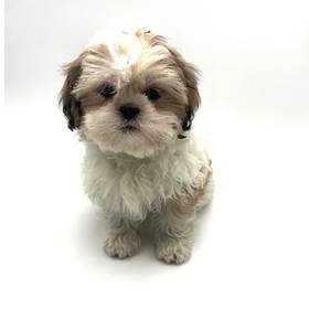 Shih Tzu
