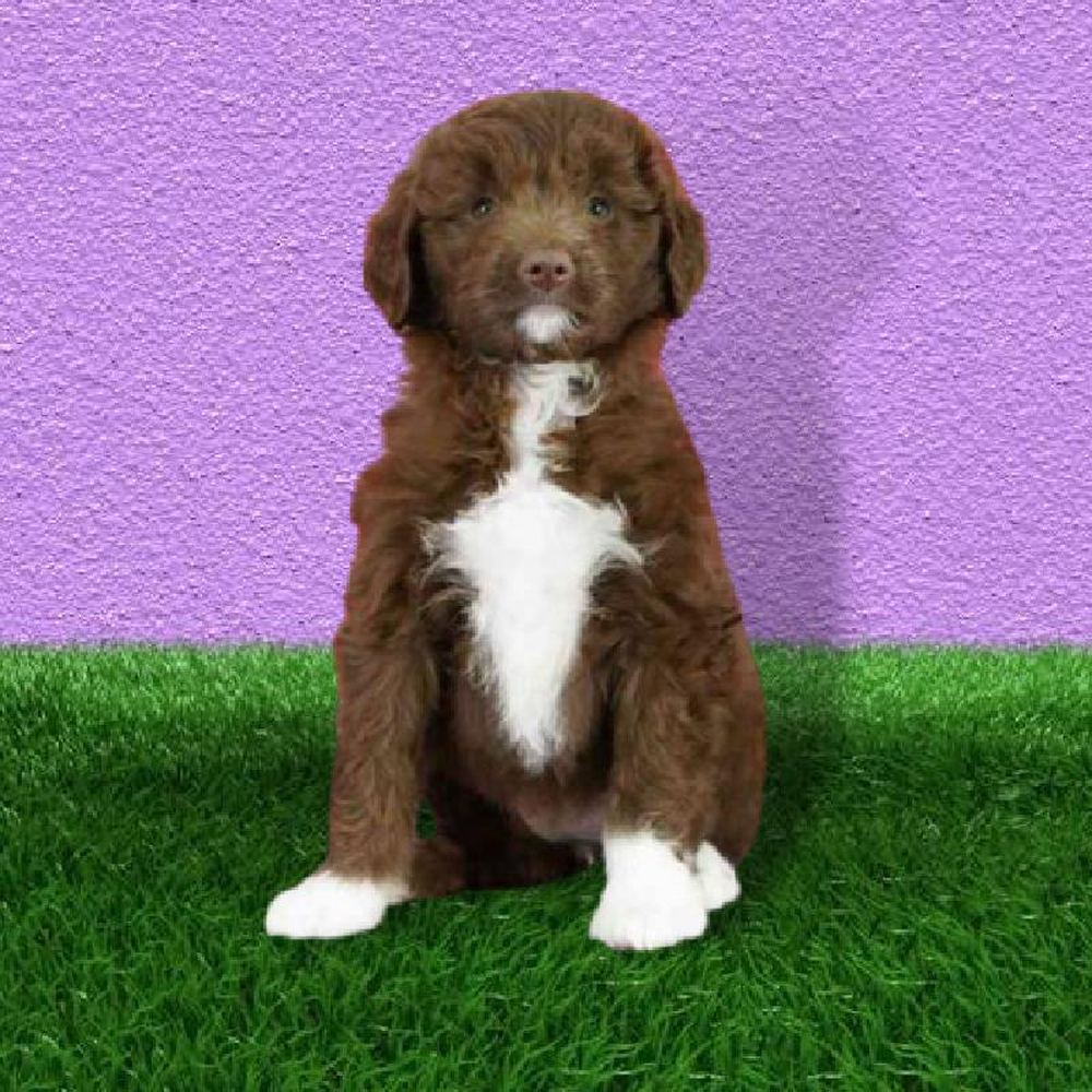 Female Mini Aussiedoodle F2 Puppy for sale