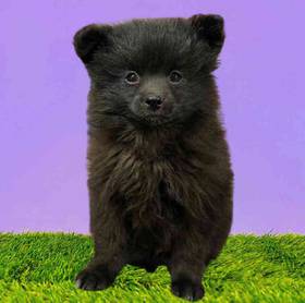 Pomeranian