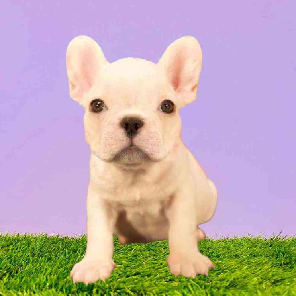 Female French Bulldog Puppy for Sale in Puyallup, WA