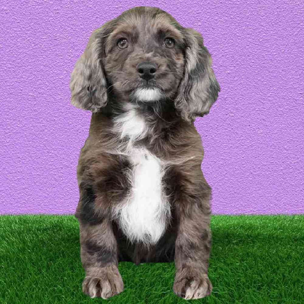 Female Cockapoo Puppy for Sale in Puyallup, WA