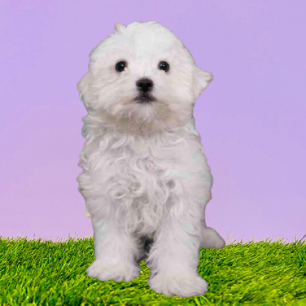 Bichon