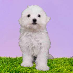 Bichon