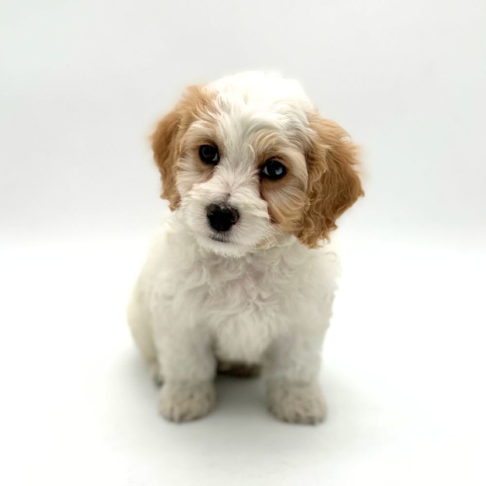 Male Cockapoo Puppy for Sale in Puyallup, WA