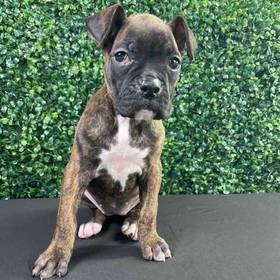 Boxer