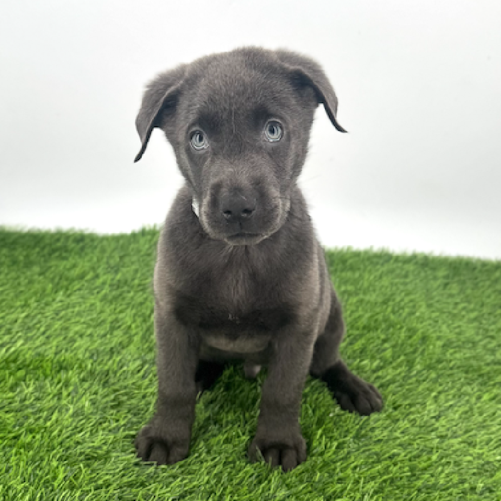 pet breed image