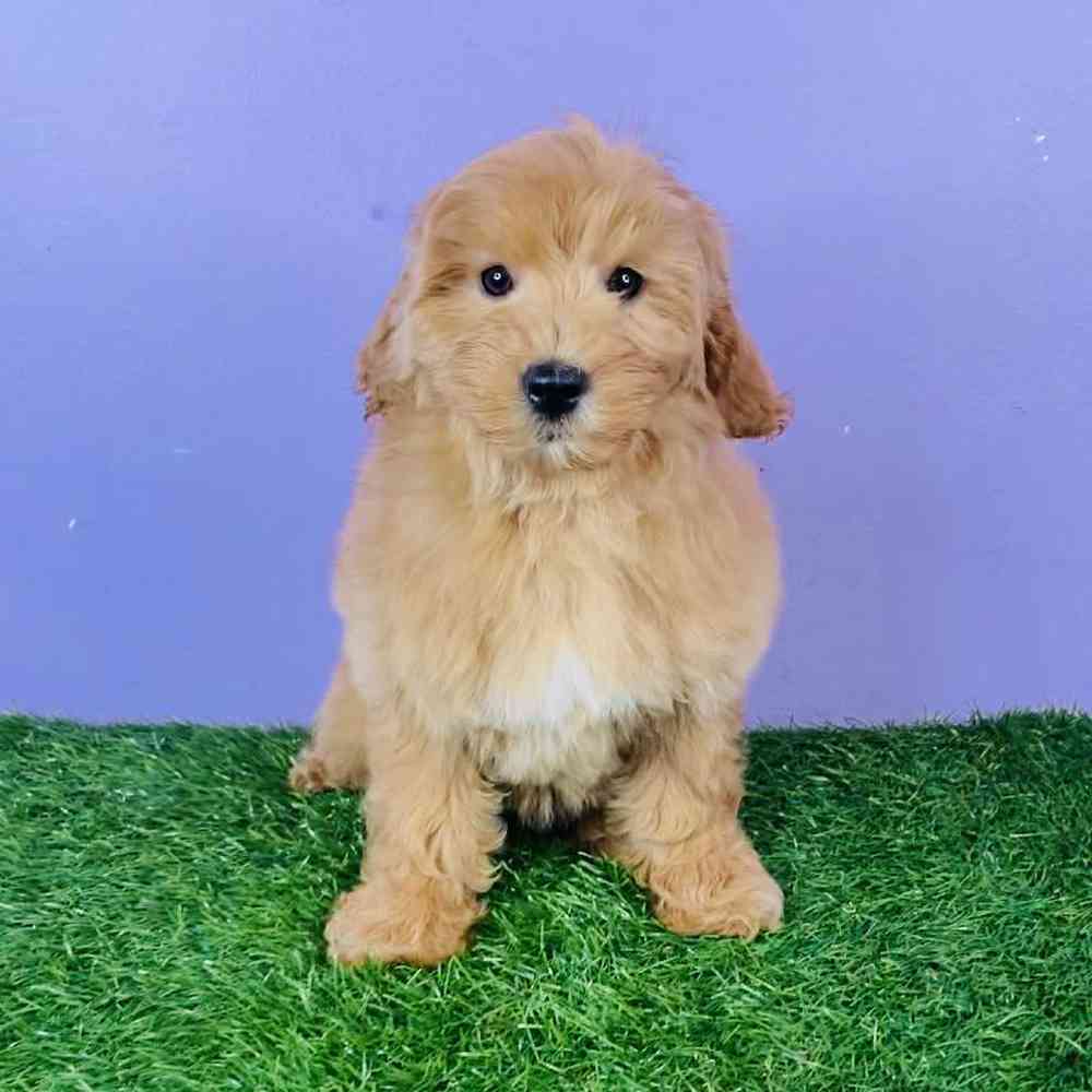 Female 2nd Gen Mini Goldendoodle Puppy for sale