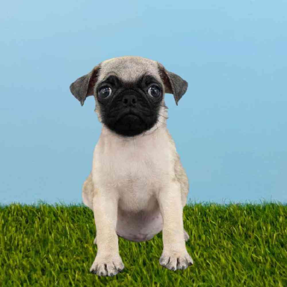 Female Pug Puppy for sale