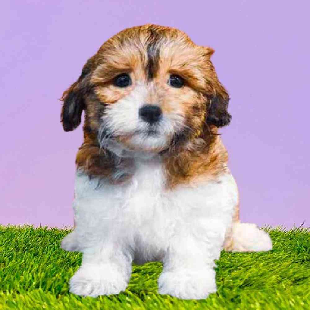carousel pet images