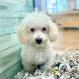 Bichapoo