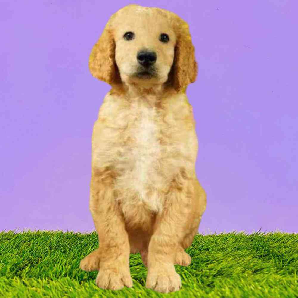 Male 2nd Gen Standard Goldendoodle Puppy for Sale in Puyallup, WA
