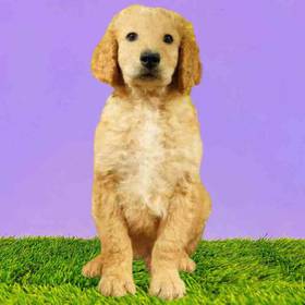 2nd Gen Standard Goldendoodle
