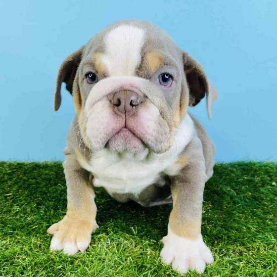 Puppy Land In Renton