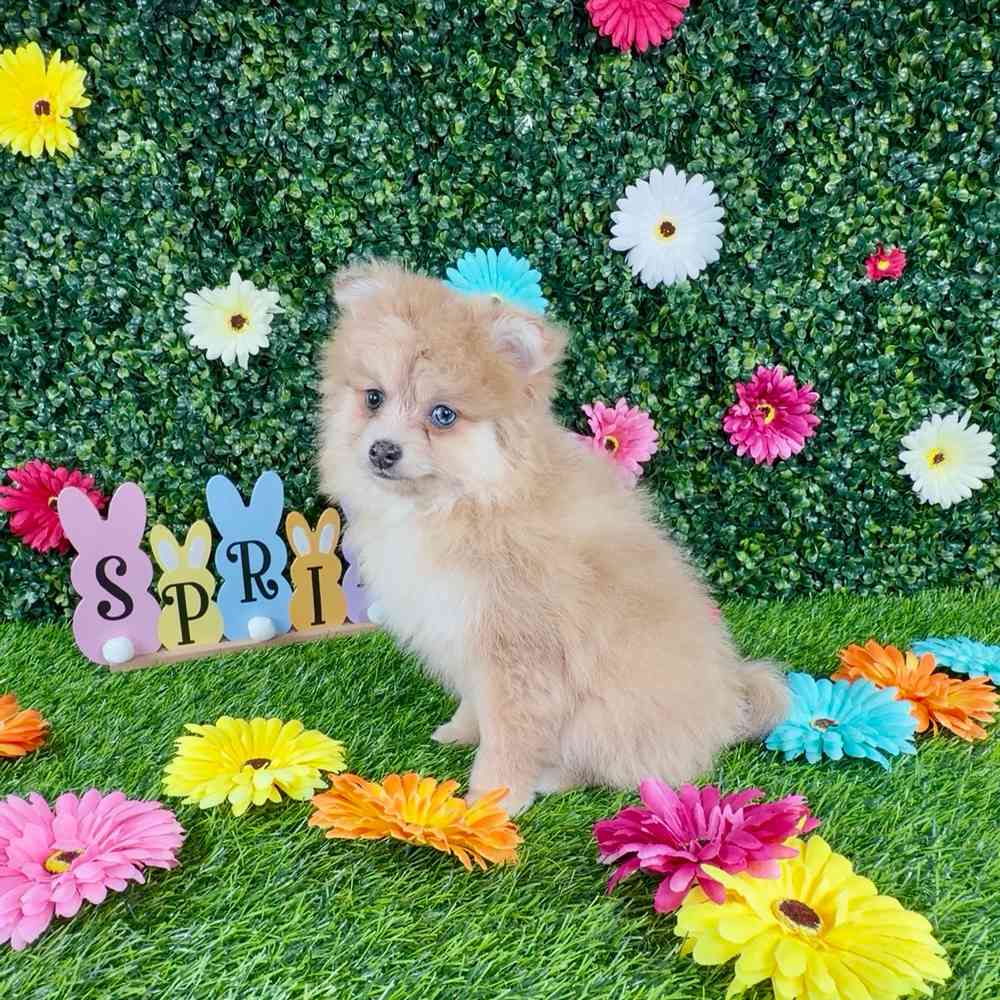 carousel pet images