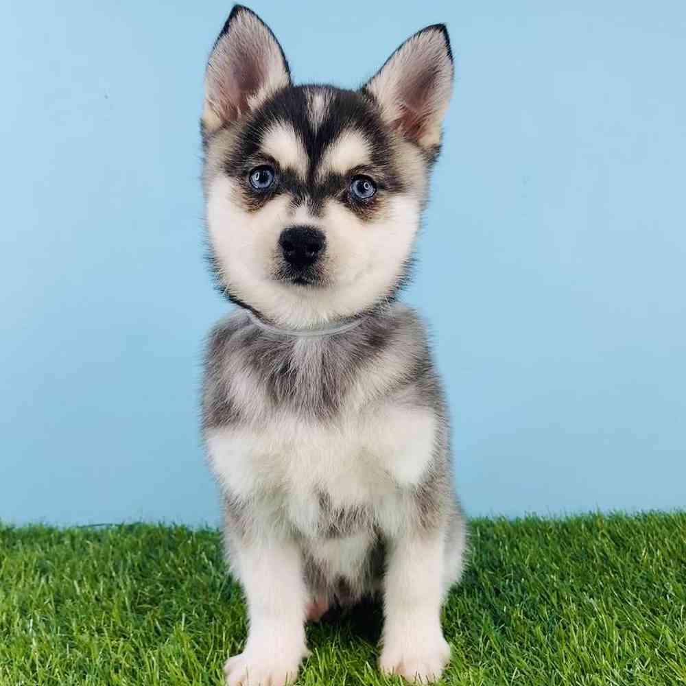 Male Alaskan Klee Kai Puppy for sale