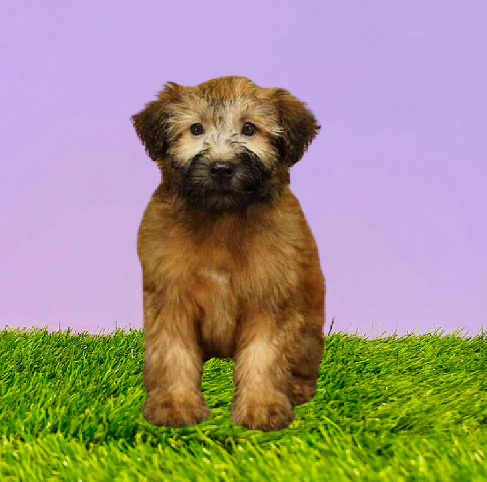 carousel pet images