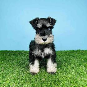 Mini Schnauzer