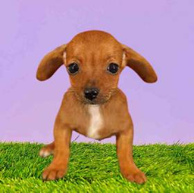 Chiweenie