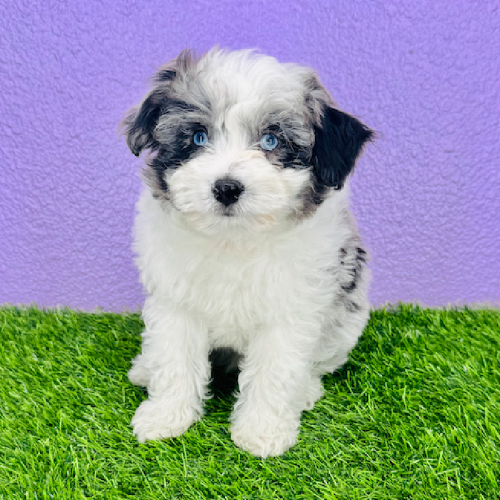 pet breed image