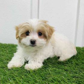 Morkie