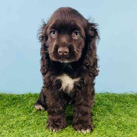 Cocker Spaniel