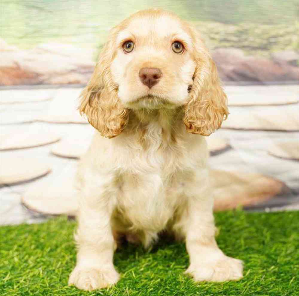 pet breed image