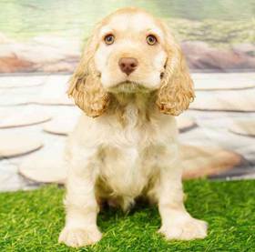 Cocker Spaniel