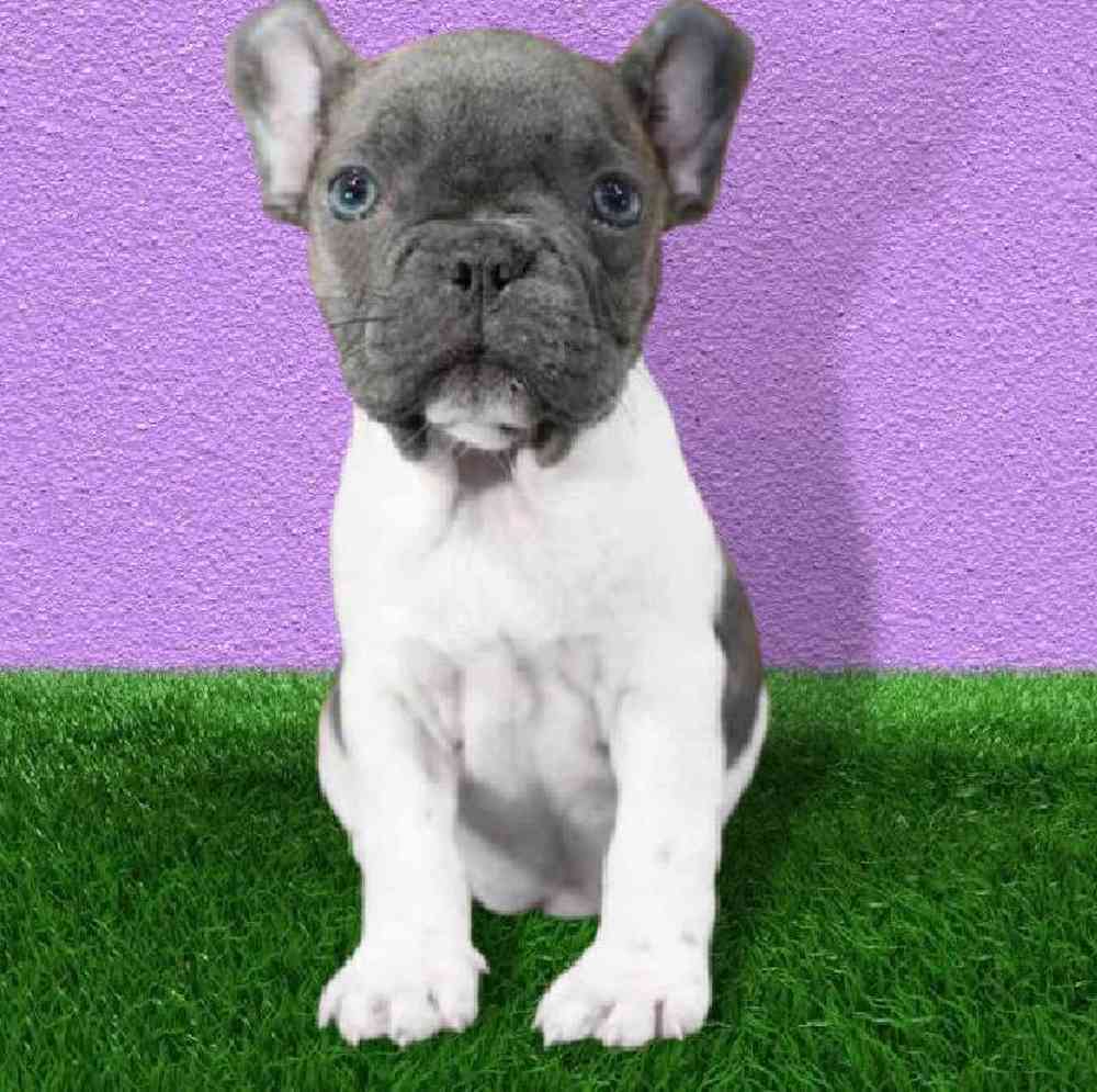 Female French Bulldog Puppy for sale