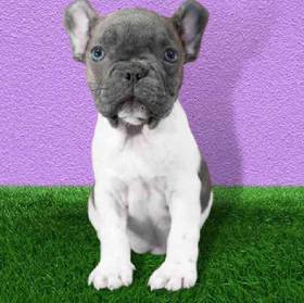 French Bulldog