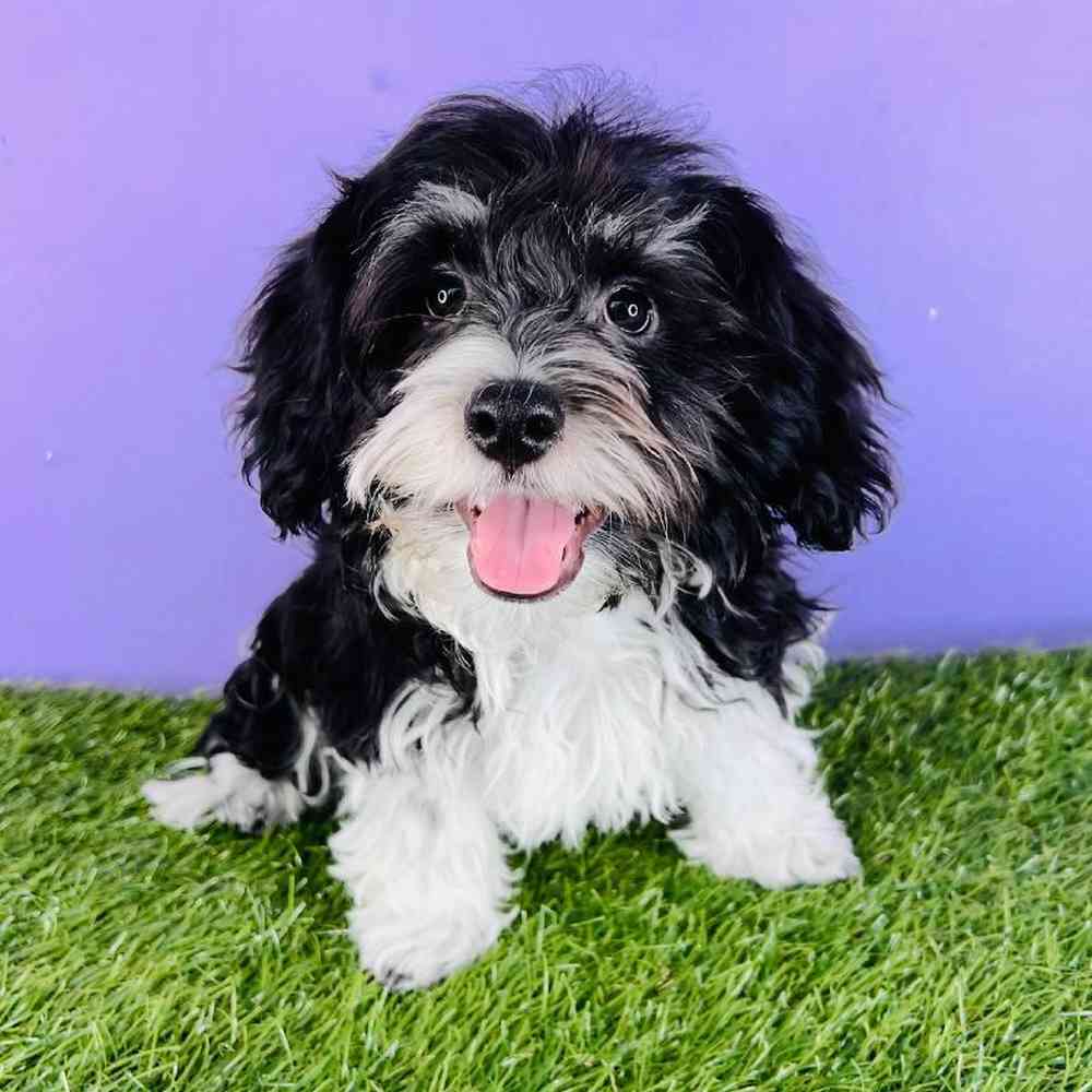 Male Havanese Puppy for sale