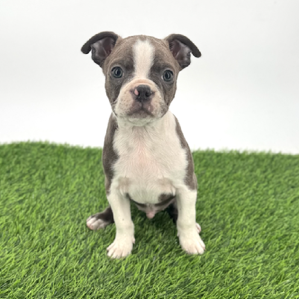 carousel pet images