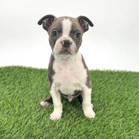 Boston Terrier