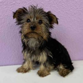 Yorkie