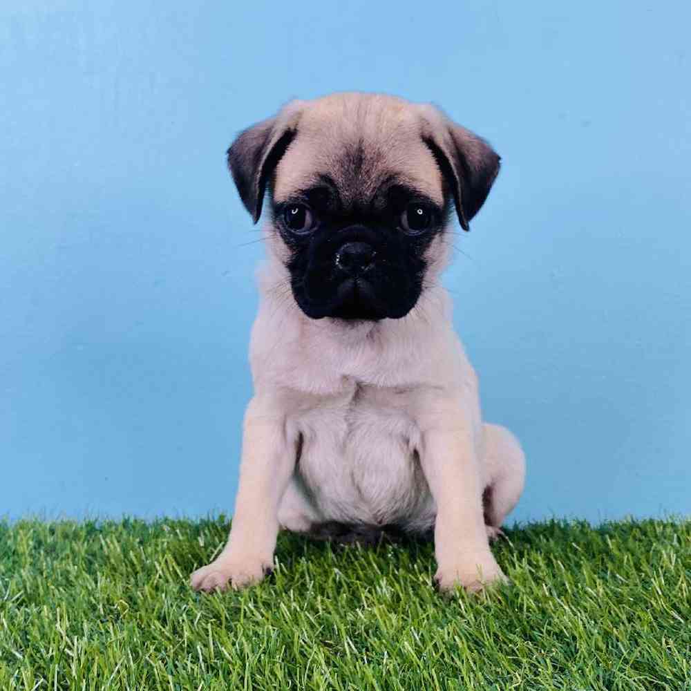 Female Pug Puppy for sale