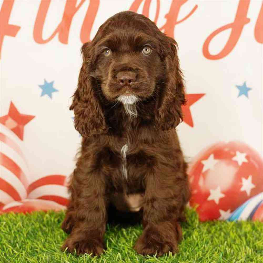 pet breed image