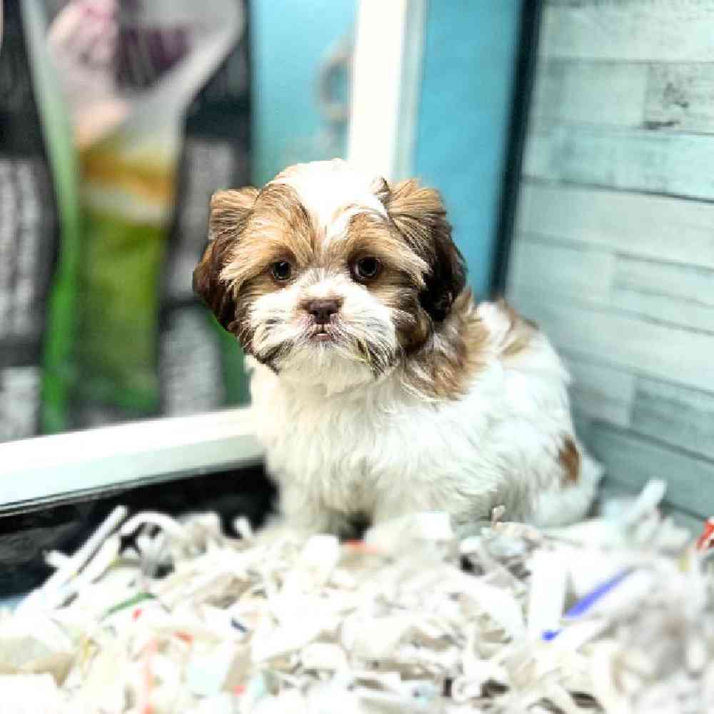 carousel pet images