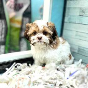 Shih Tzu