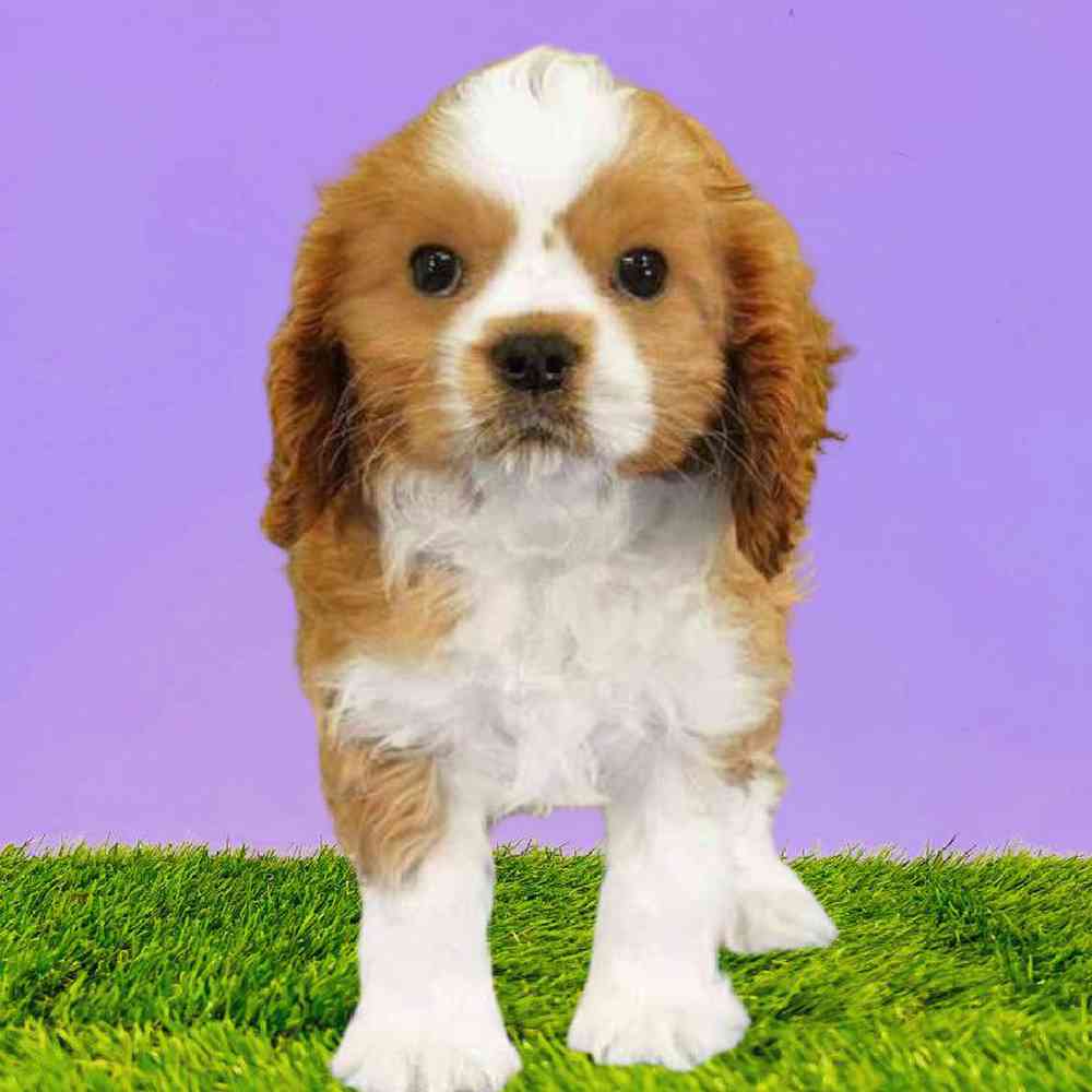 Male Cavalier King Charles Spaniel Puppy for Sale in Puyallup, WA