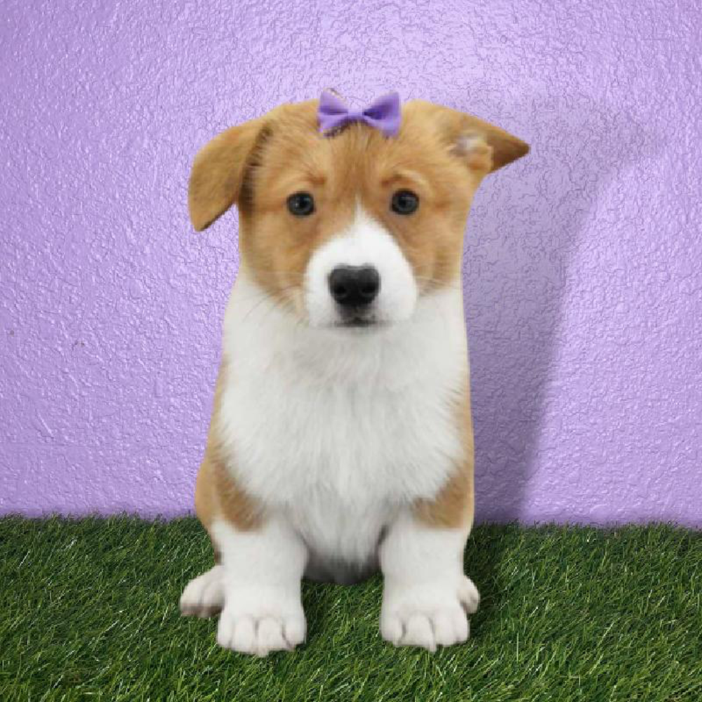 Female Pembroke Welsh Corgi Puppy for sale