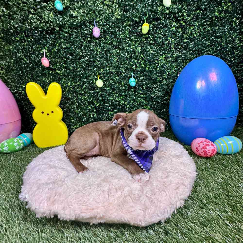 carousel pet images