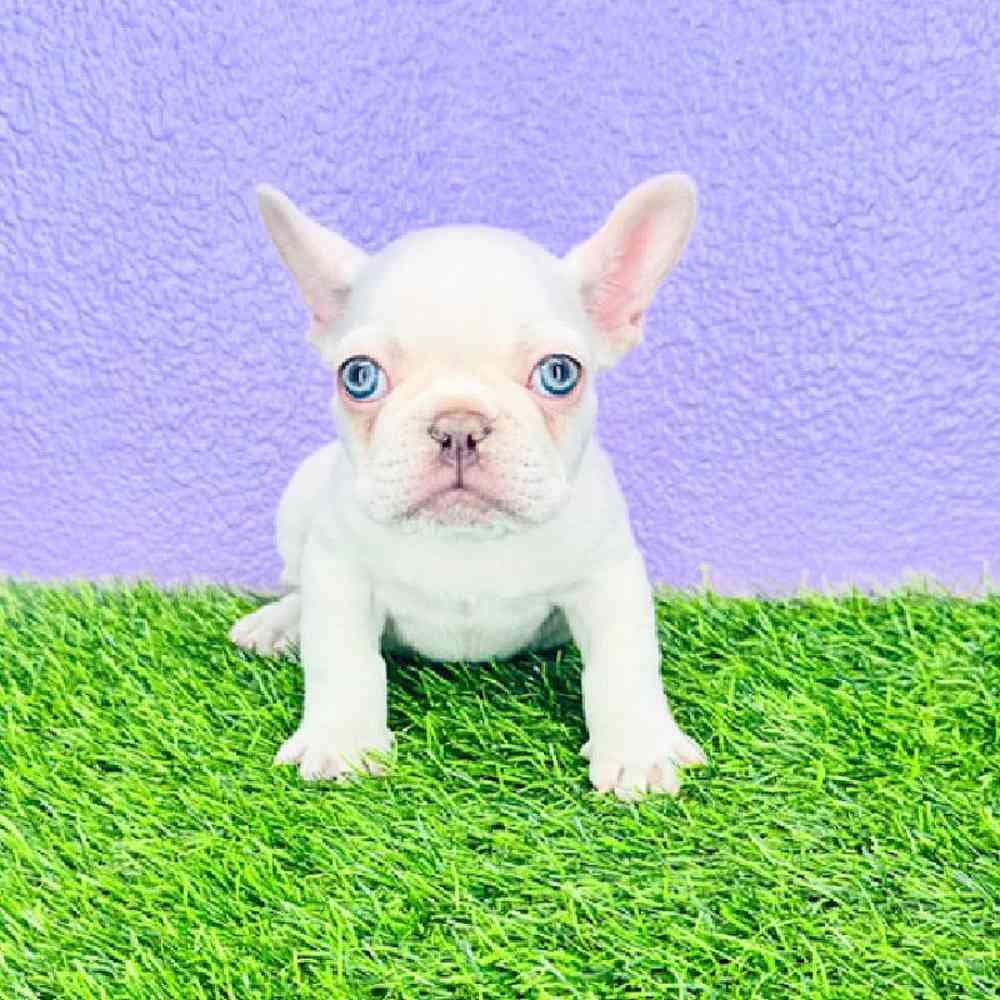 pet breed image