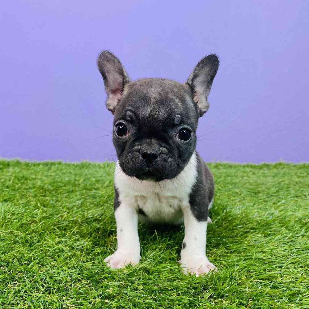 Female French Bulldog Puppy for sale