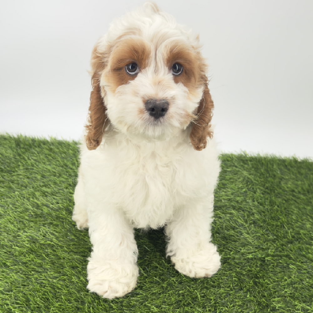 pet breed image