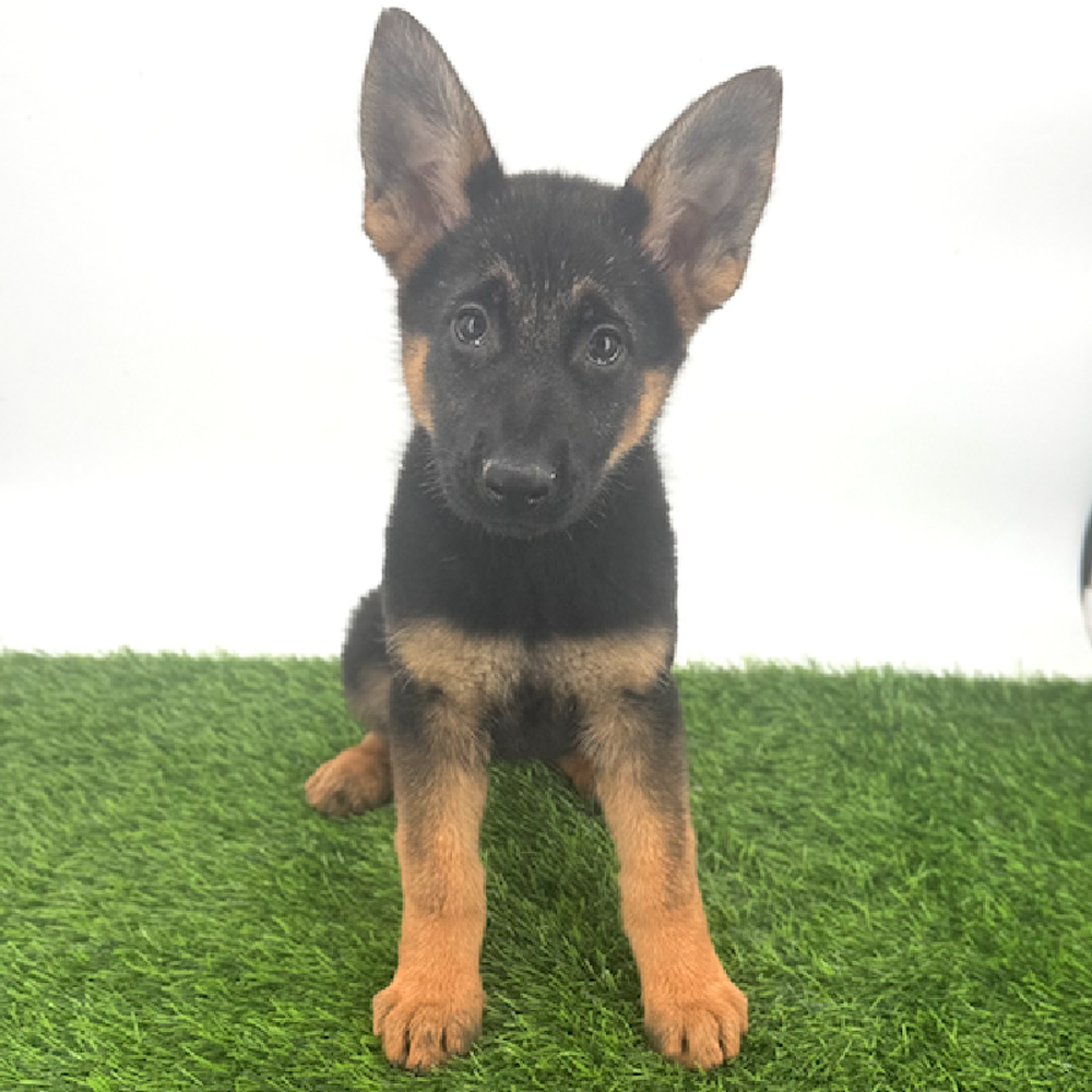 pet breed image