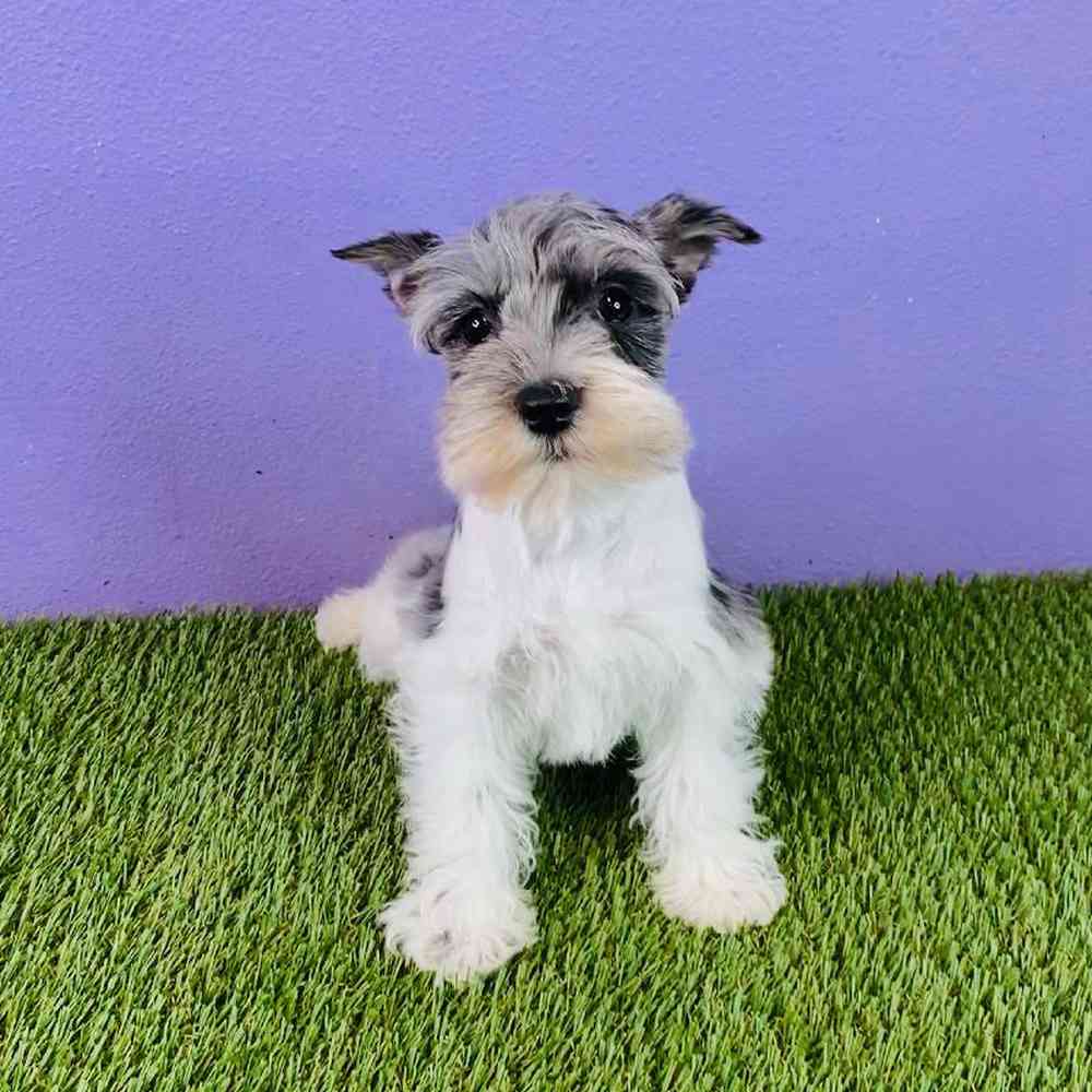 Female Mini Schnauzer Puppy for sale