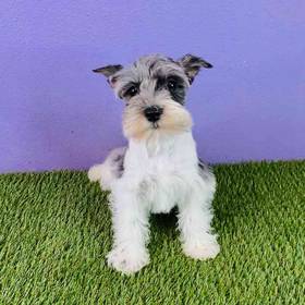 Mini Schnauzer