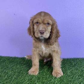 Cocker Spaniel