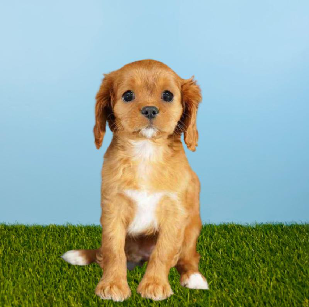 Female Cavalier King Charles Spaniel Puppy for sale