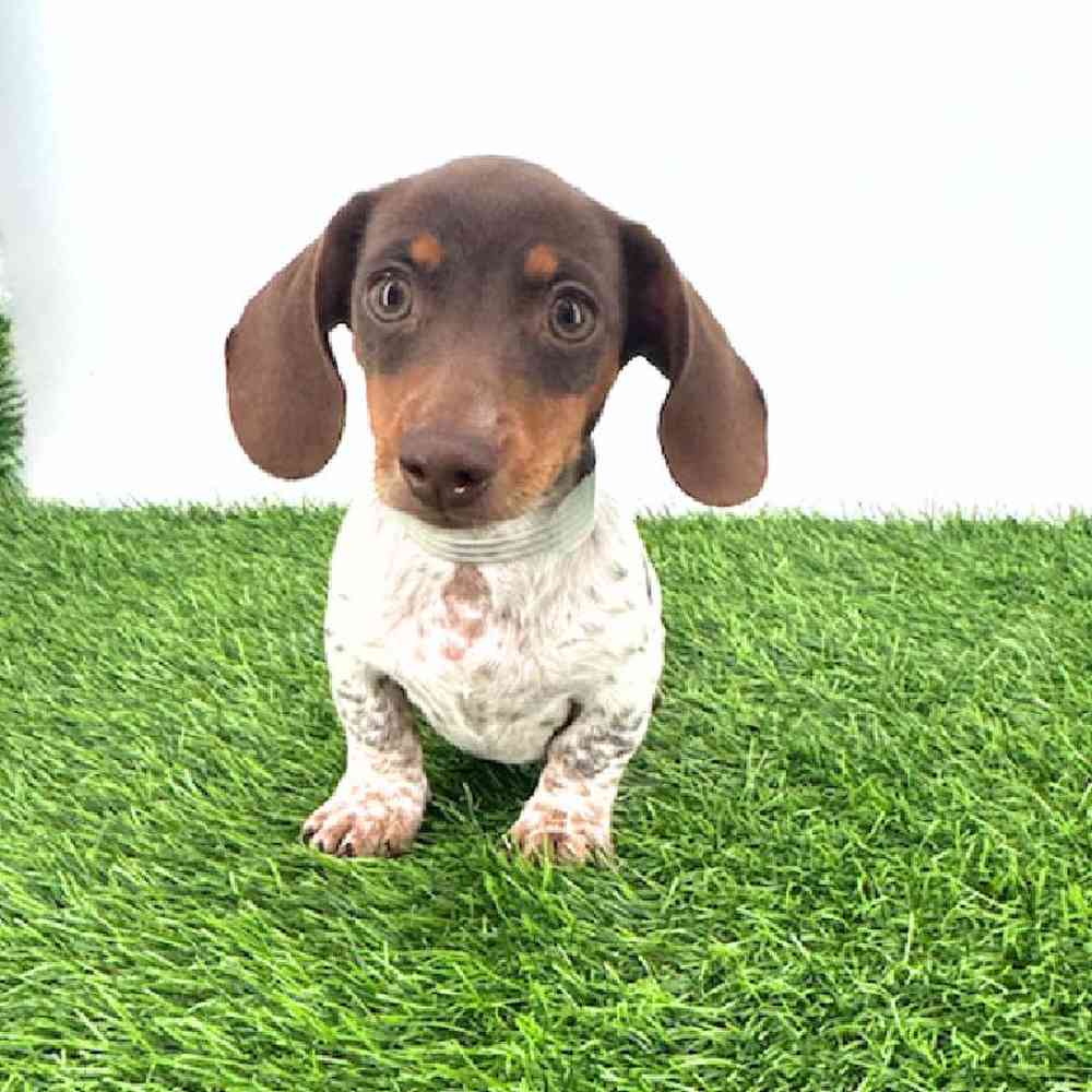 pet breed image