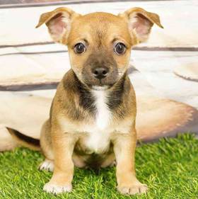Chihuahua